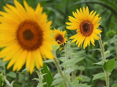 Sun Flower In Tilt Shift Lens