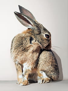 brown and gray rabbit