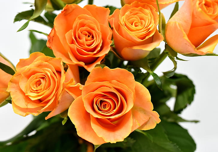 closeup of orange rose