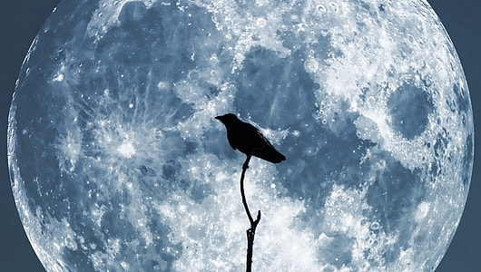 bird perched on tree branch under full moon