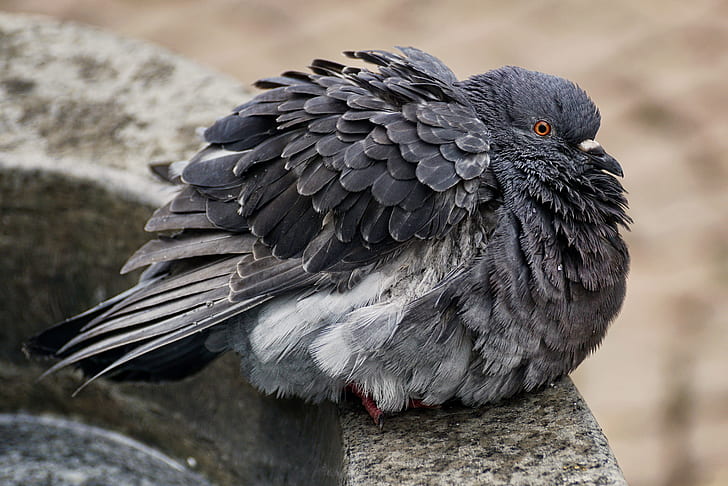 black pigeon on gray concrete surface