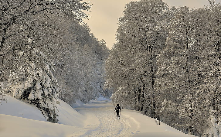 person standing in the middle of a road between snow covered trees