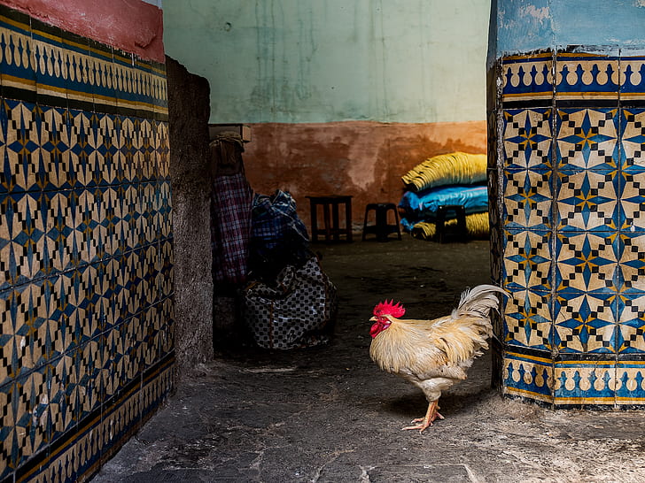 white rooster near blue-and-white floral wall tiles