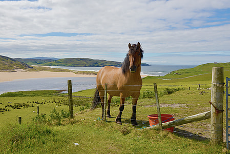 brown and black horse on stainless steel fence behind body of water