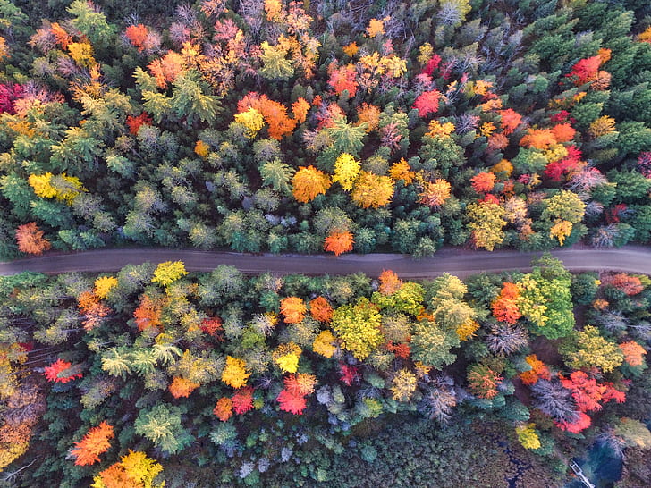 bird's eye view of road surrounded by trees