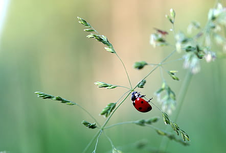 selective focus photography of ladybird perched plant branch