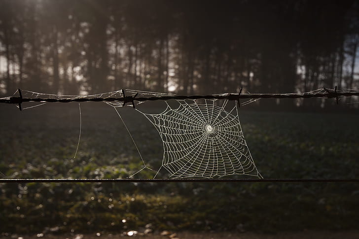 spider web on balb wire