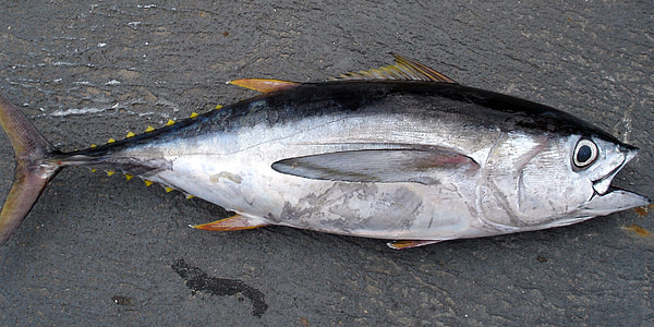 gray and black tuna