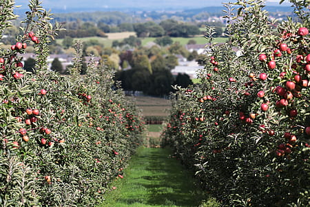 green apple tree field