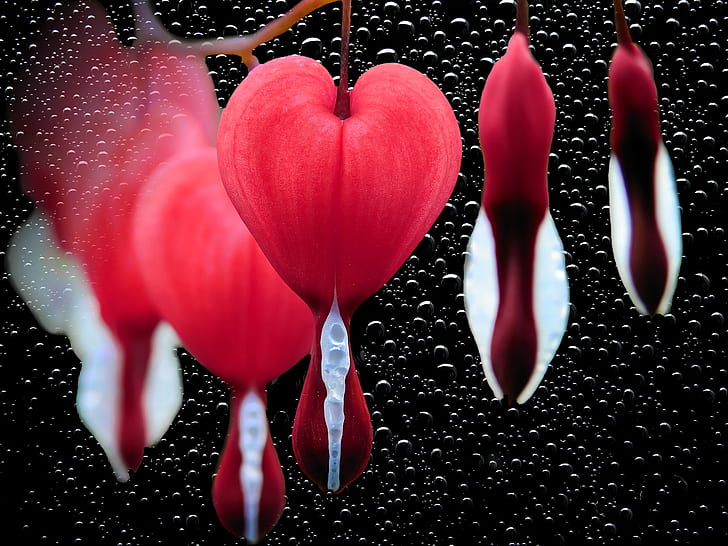macro photography of red-and-white petal floewrs