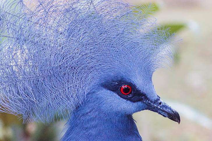 close-up photography of crown pigeon