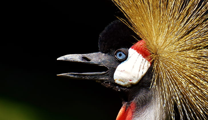 selective focus photography black-crowned crane