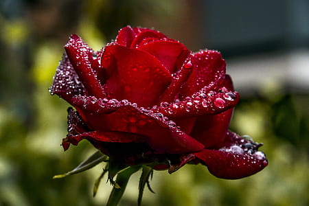 macro shot photography of red rose