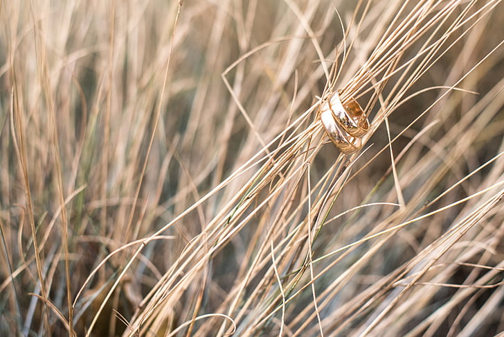 gold-colored band rings on brown grass