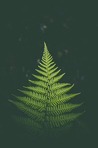 fern plant during nighttime