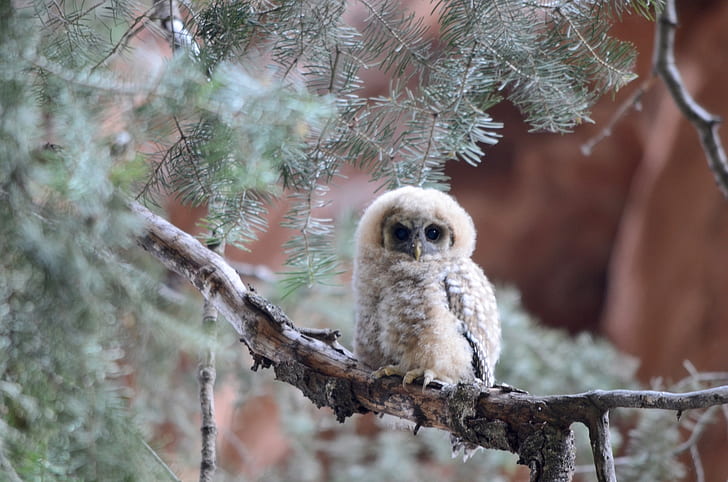 white owl on tree branch during daytime