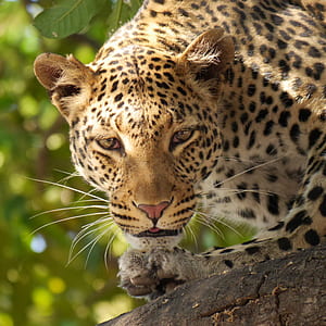 closeup photo of brown and black leopard