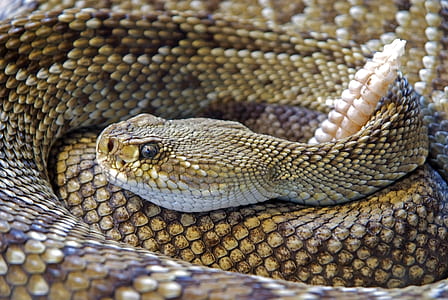 grey and black rattle snake closeup photography