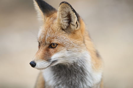 selective focus photography of fox
