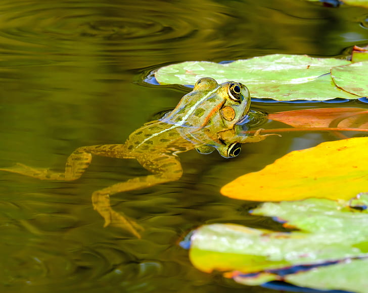 shallow photography of green frog