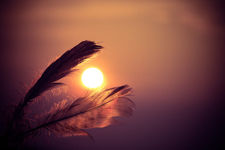 feather in bokeh photography during sunset