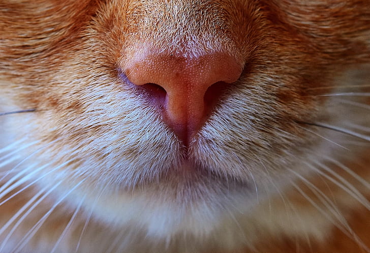 close view of orange fur cat nose