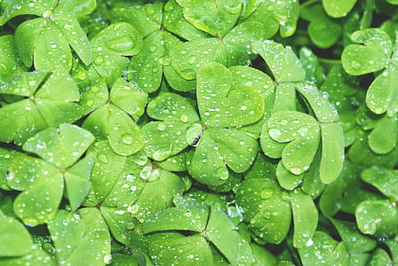 close-up photography of green leaves with water drops