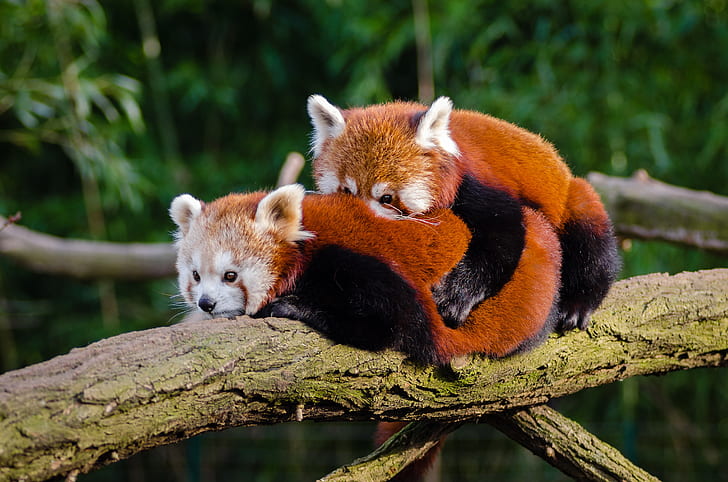 male and female red pandas on branch at daytime