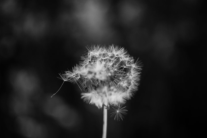 selective focus grayscale photography of dandelion
