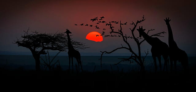 silhouette of trees and giraffe during sunset