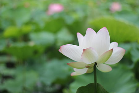 selective focus photography of white lotus flower