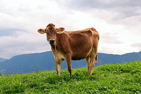 brown cow on green grass