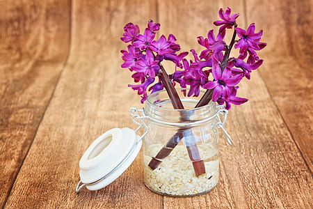purple flower on clear glass jar