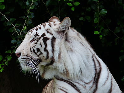 White Tiger photo