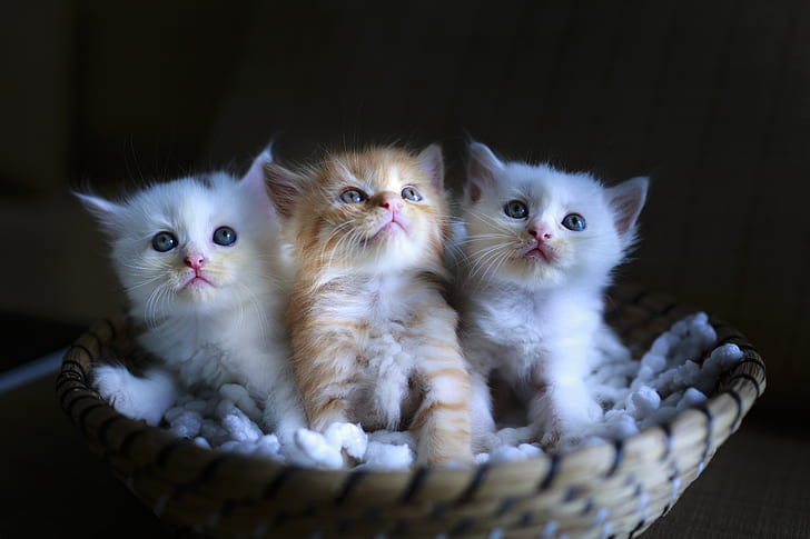 three gray and white kitten on basket photo
