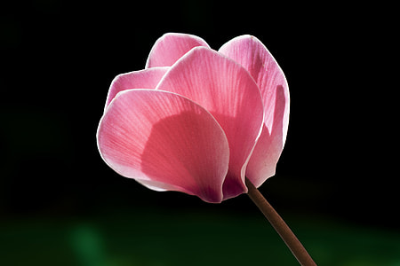 selective focus photography of pink cyclamen