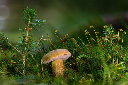 close-up photo of brown mushroom