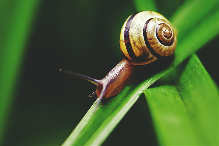 Closeup macro shot of a snail