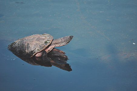 black sea turtle