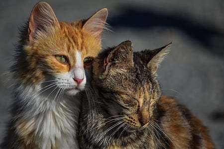 selective focus photography of two orange and black cats beside each other