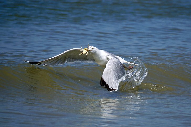 seagull catching crab on body of water