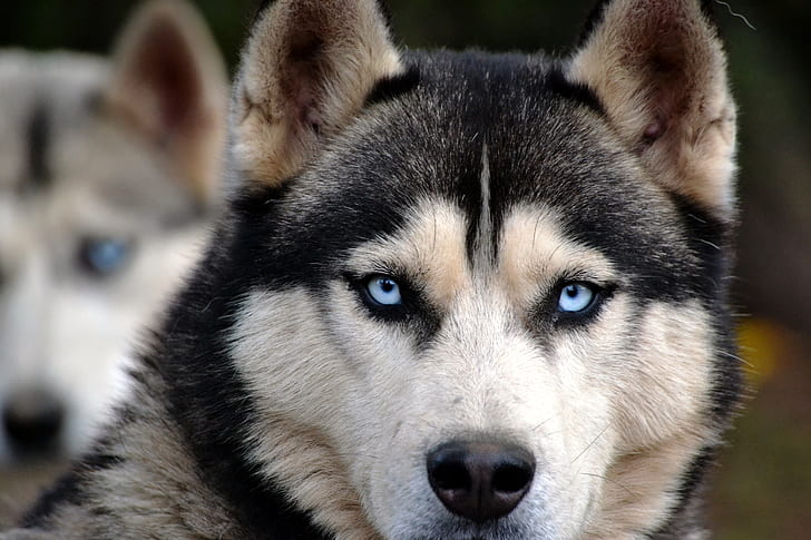 black siberian husky with blue eyes