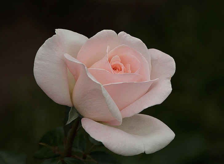 selective focus photography of white and pink rose flower