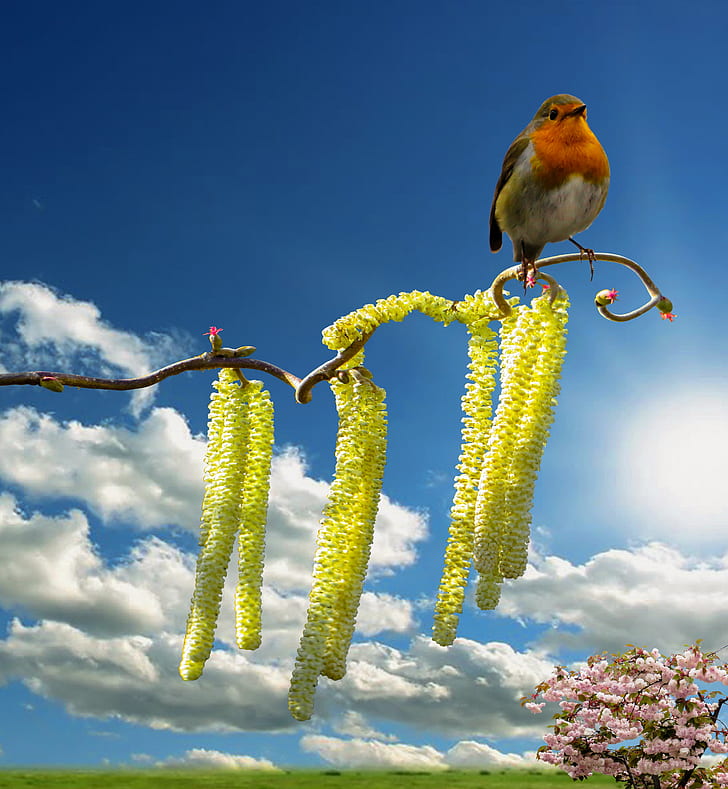 white and brown bird on yellow flowering tree under white clouds blue skies daytime