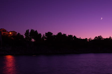 Tree Silhouette Under Purple Sky during Night