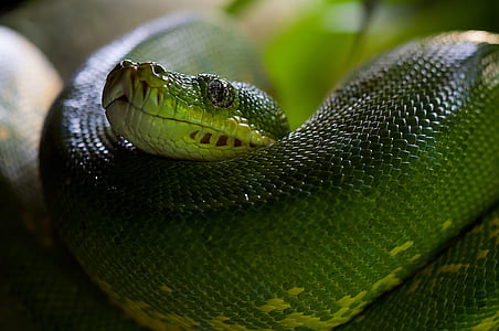 green pit viper
