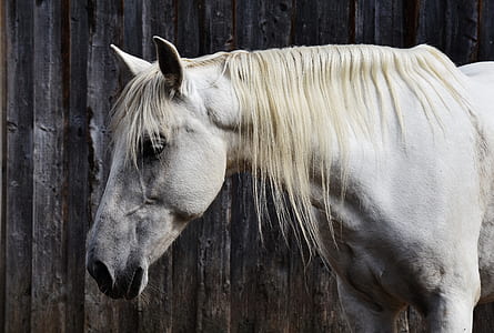 white horse standing in black wall