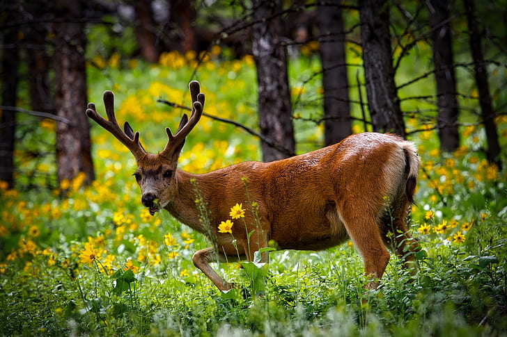 brown deer on woods