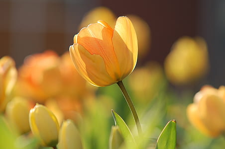 selective focus photography of yellow tulip flower
