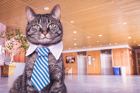 cat wearing necktie